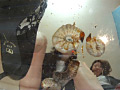 ハイヒールのカカトで潰されていく輸入カブト虫の幼虫達