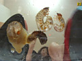 ハイヒールのカカトで潰されていく輸入カブト虫の幼虫達