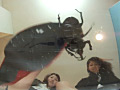 仕事帰りのOLに踏まれる高価な輸入カブト虫