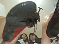 仕事帰りのOLに踏まれる高価な輸入カブト虫