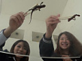 クラスでも人気の激カワ娘が可愛いイモリを激クラッシュ