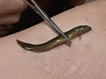 泥臭き鰻と泥鰌が淫靡に嗜虐