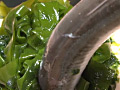泥臭き鰻と泥鰌が淫靡に嗜虐