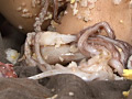 腐敗に惑い魚類と犠牲に抜殻
