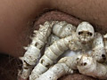 桑蚕に寂滅と○淫に淡い膣窪