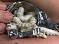 桑蚕に寂滅と○淫に淡い膣窪