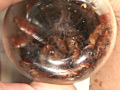 蜚蠊に難い雌襞と○蝕に斑液
