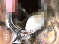 泥鰌に奮い淫触と糞膜に潅沃