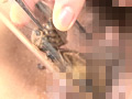 蜚蠊に嗤い蚕桑と膣緩に潰瘍