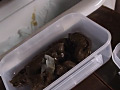 大便白書14