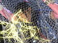 爆音戦士ゴーグマン ～背徳の挑戦者～