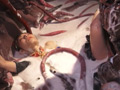 美少女戦士チアナイツ 触手怪人丸呑み消化地獄