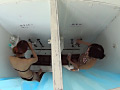 真夏の海水浴場 海の家○撮