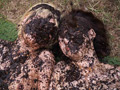2人のケツ穴奴●が繰り広げるアナルWクソマゾ野外調○