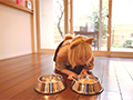 おもらしペットの飼育日記