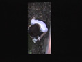 禁断の○撮FILE03 公衆・野外トイレ美女 編