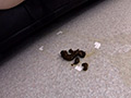 下品な音を響かせて8 うんことおならのアンサンブル