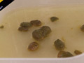 鏡を見ながらのウンコ 恥態鏡覗糞姿5