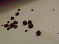懇願！正座うんこ5