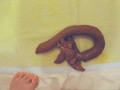 ゆいかの四季折々うんこ