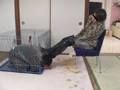 女王様の非情で厳しい飼育に泣き叫ぶ犬人間！前編
