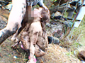 本物の衝撃 逃げる少女を捕まえて○す鬼○映像