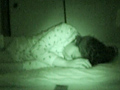 妹○撮違法投稿集