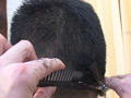 断髪！剃髪！！ヘアーフェチ