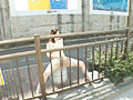 露出×羞恥 レイ