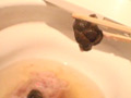 ○撮、流れないトイレ5