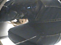 ジッパー崩壊！ジーンズおもらし失禁便所4