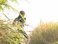 実録！！女友達の野グソ野しょん6