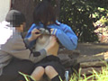 巨乳女子○生 野外カップル隠し撮り