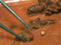 素人排泄日記2