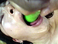 拘束菊穴弄り