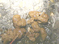 野糞 ギャルの野糞を徹底解剖3