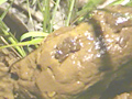 野糞 ギャルの野糞を徹底解剖3