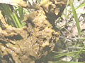 野糞 ギャルの野糞を徹底解剖3