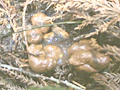 野糞 ギャルの野糞を徹底解剖2
