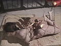 奇譚クラブ43 濡れ狂宴