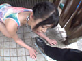 野外排泄 ○制脱糞に従う雌犬