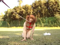メス犬【熟女･人妻】羞恥露出PLAYコレクション