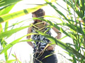 野外放尿する女たち