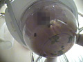 便秘に悩むお姉さんがウンコの混じった液体を大量噴射