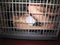 藤浦めぐ・17の御法度～外伝・裏めぐ～