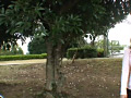 リアルフェイス電マ責め＆リモコンバイブ挿入