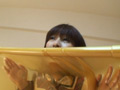 A・K・B・4・8の圧縮