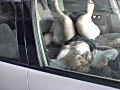 CAR SEX.CAM THE BEST 17 FUCK！