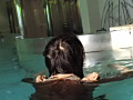 気ままな水遊び