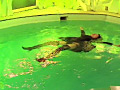 気ままな水遊び